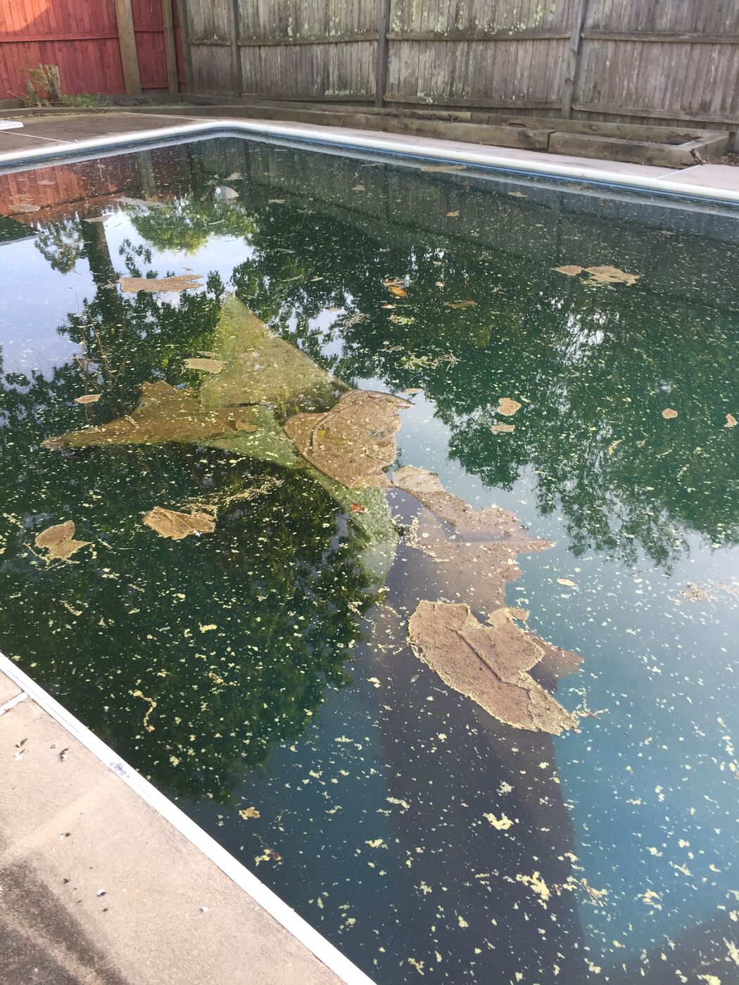 Pool overrun with algae and biological growth before service
